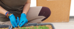 Trabajos del proyecto europeo Flora Local para la Restauración Ecológica (FLoRE) llevados a cabo en el Centro de Conservación de Flora Silvestre