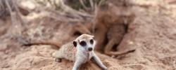 Imagen de un suricata (Suricata suricatta), especie analizada en el estudio.