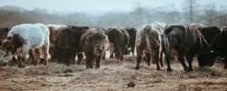 proyecto LIFE de adaptación de la ganadería al cambio climático
