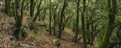Bosc mediterrani