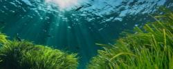 La Junta y la UICN firman un convenio para conservar la Posidonia oceánica y reforzar la resiliencia del litoral mediterráneo andaluz