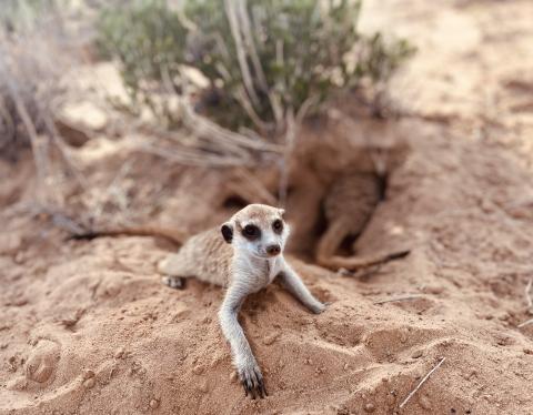 Imagen de un suricata (Suricata suricatta), especie analizada en el estudio.