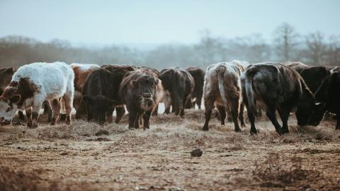 proyecto LIFE de adaptación de la ganadería al cambio climático