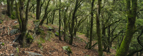 Bosc mediterrani